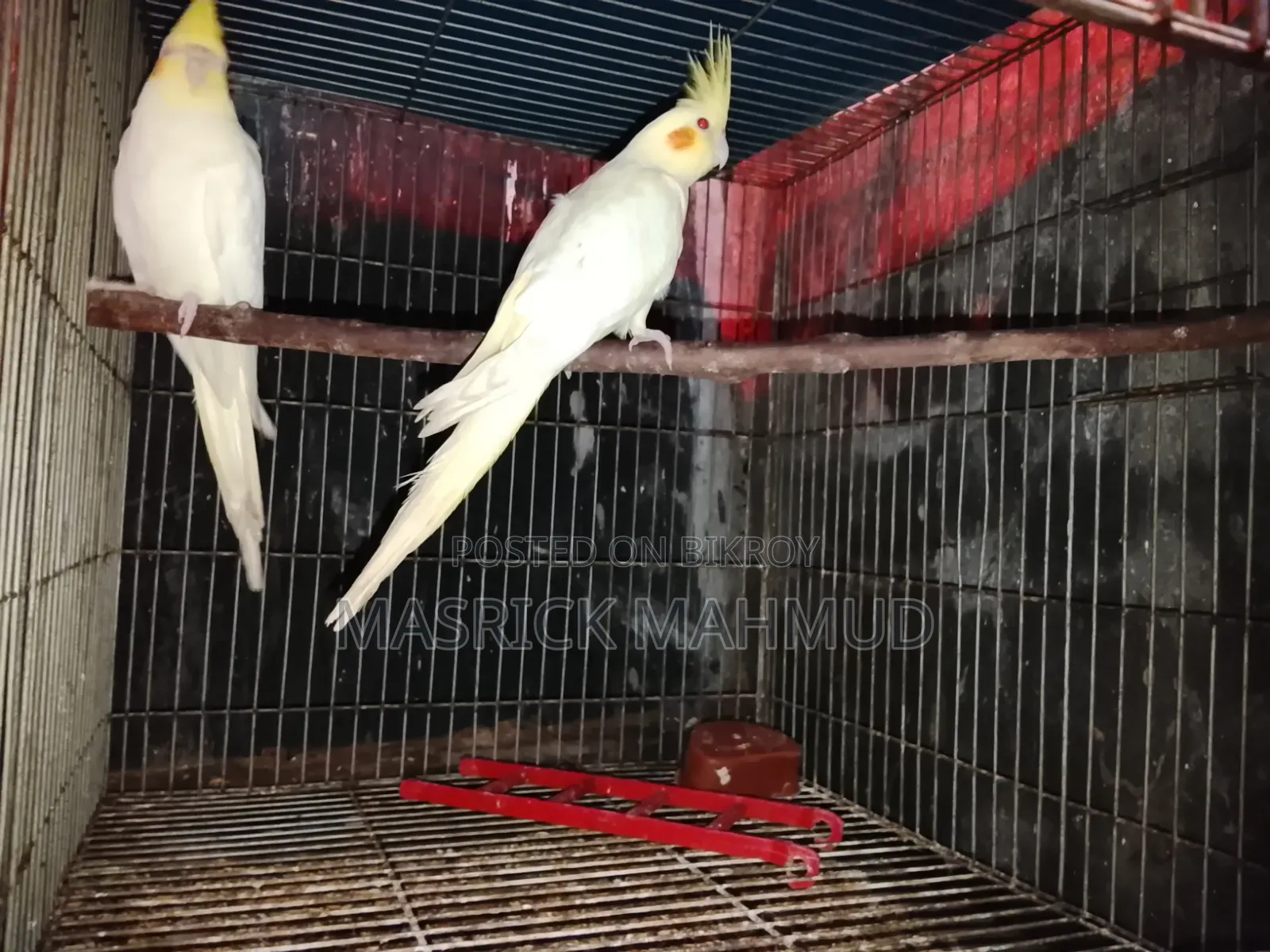 Running Cockatiel