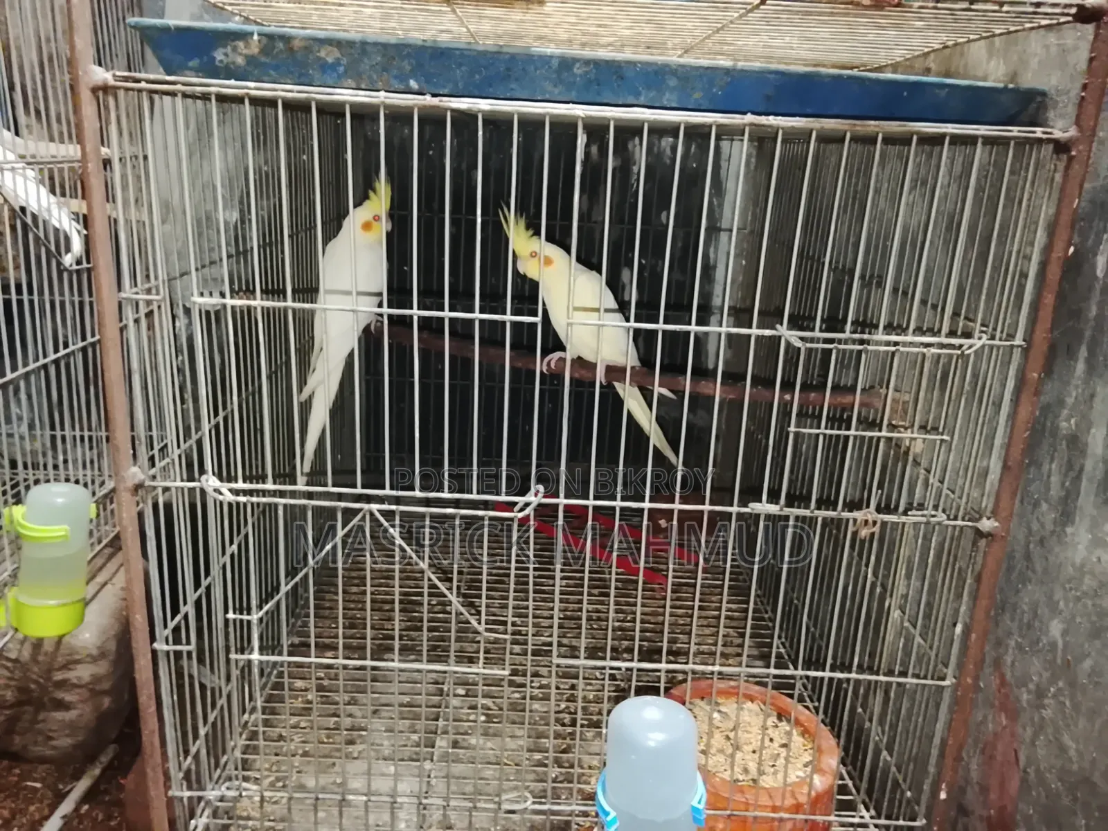 Running Cockatiel