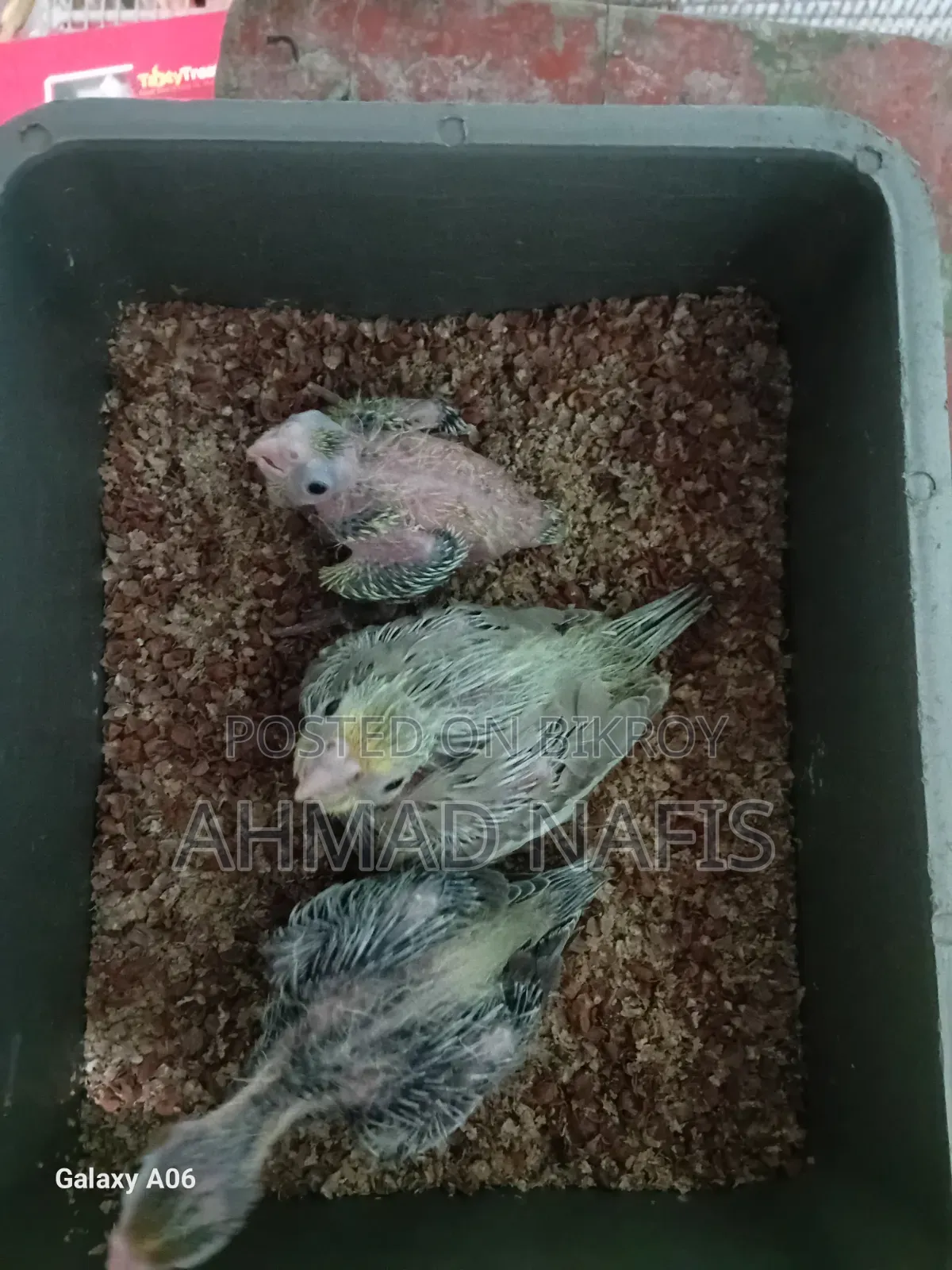 ককাটেল বেবি