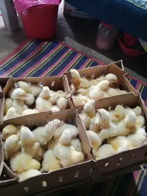 বয়লার বাচ্চা