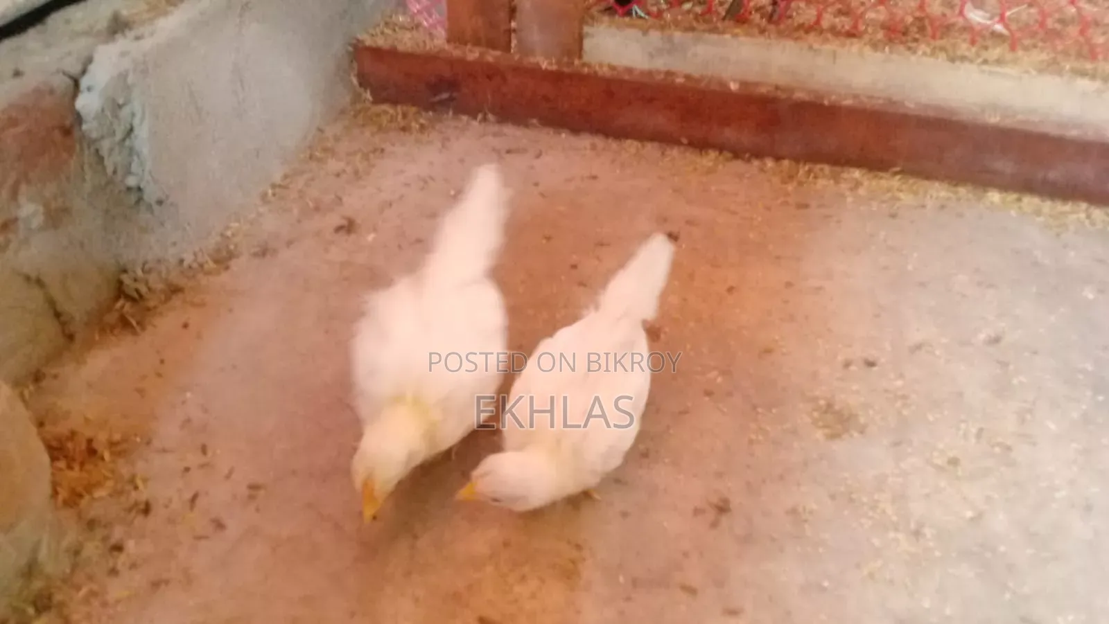 হোয়াইট টেইল বেন্থাম মুরগির বাচ্চা