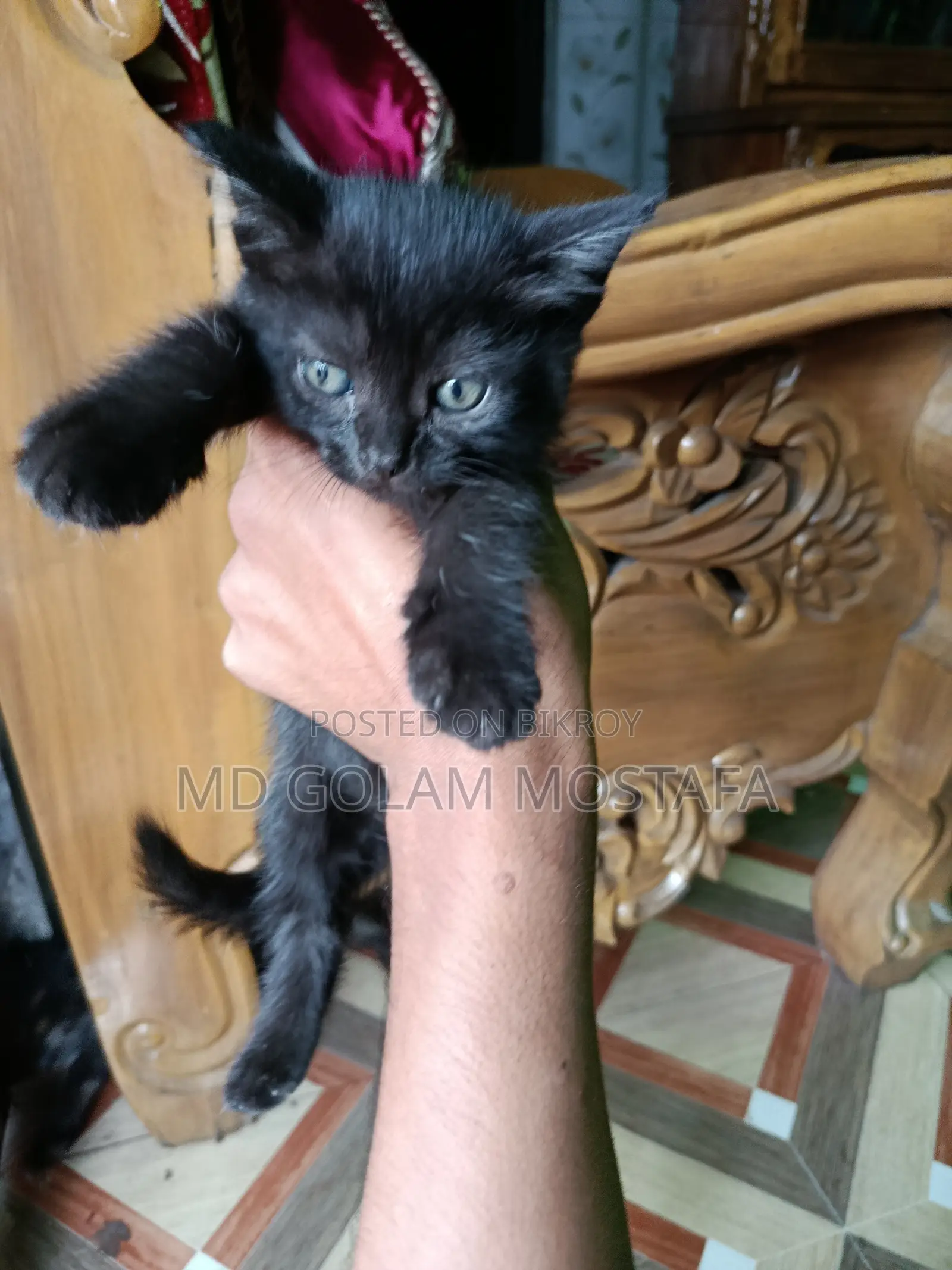 1-3 Months Female Purebred LaPerm