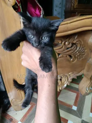 1-3 Months Female Purebred LaPerm
