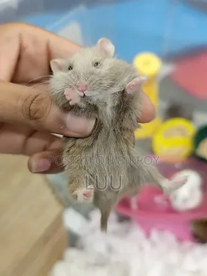 Teddyface Dwarf Hamster 3 Months Old