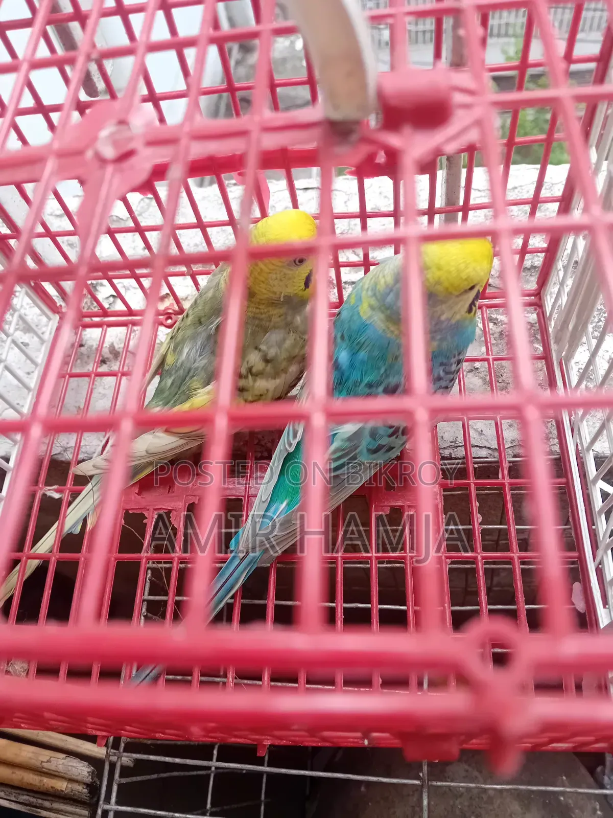 Budgies Bird