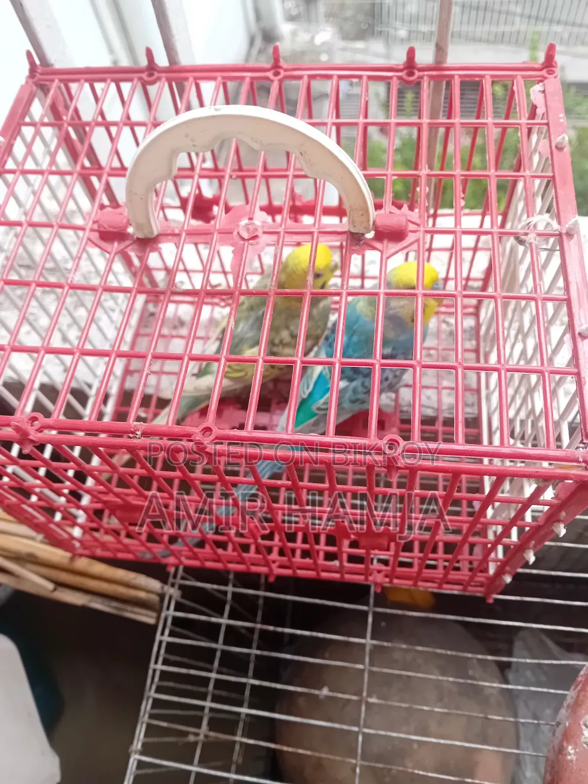 Budgies Bird