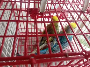 Budgies Bird