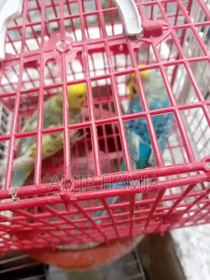 Budgies Bird