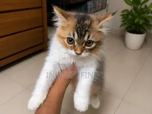 1-3 months Male Purebred Persian