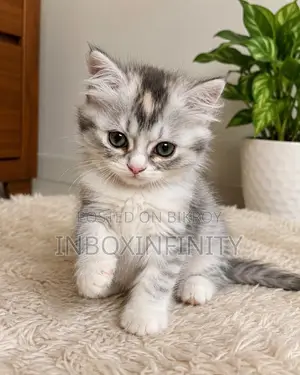 1-3 months Male Purebred Persian