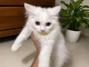 1-3 months Male Purebred Persian