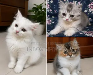 1-3 months Male Purebred Persian