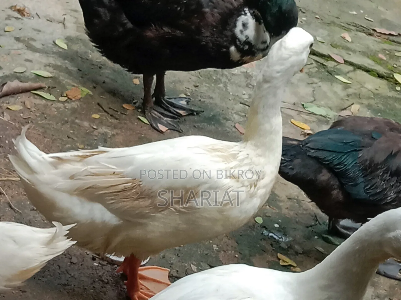 আমার ফার্মের হাঁস