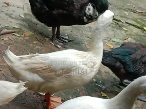 আমার ফার্মের হাঁস