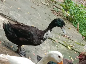 আমার ফার্মের হাঁস