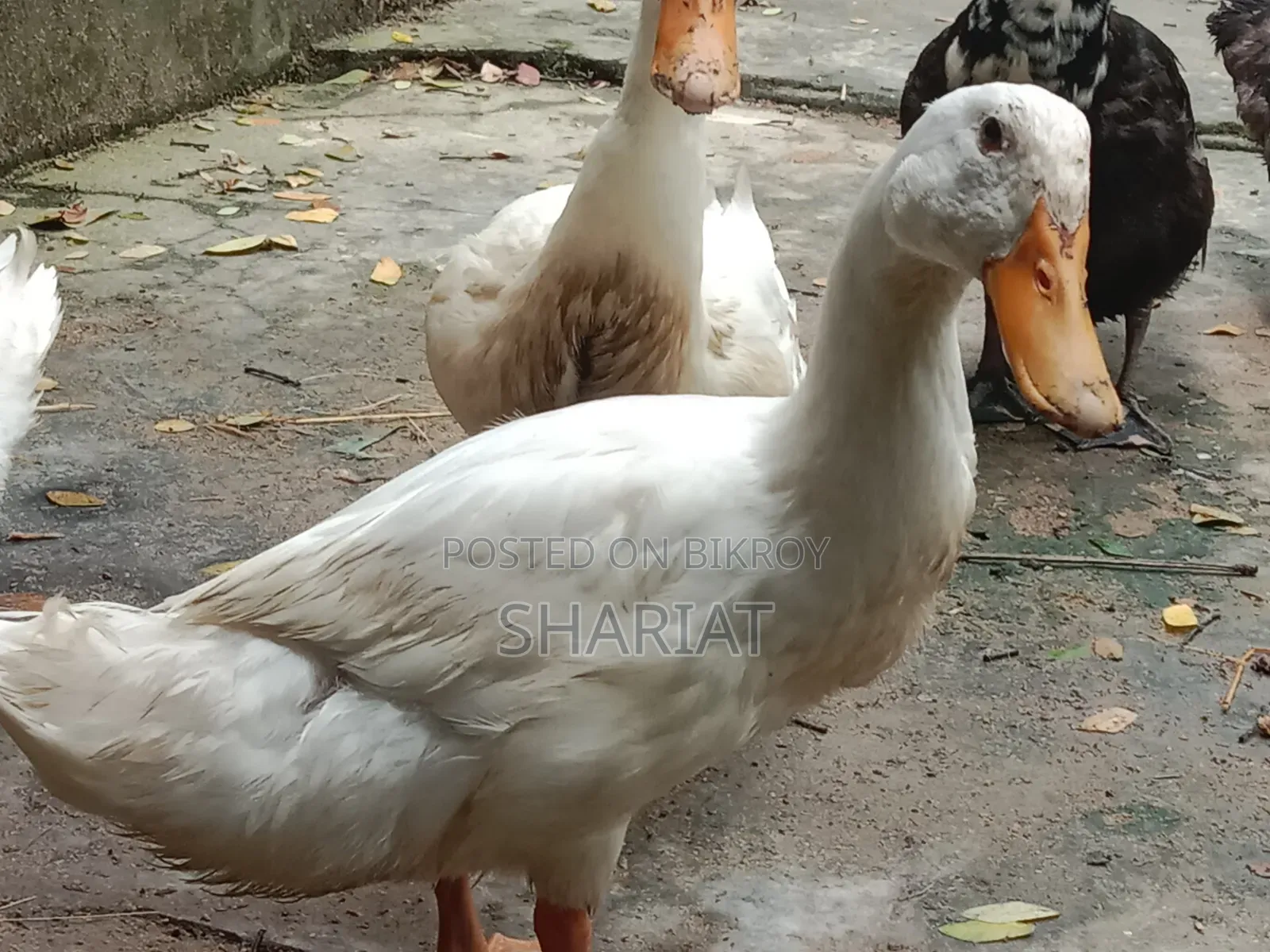 আমার ফার্মের হাঁস