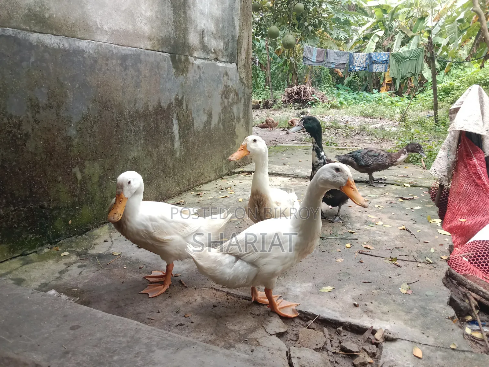আমার ফার্মের হাঁস