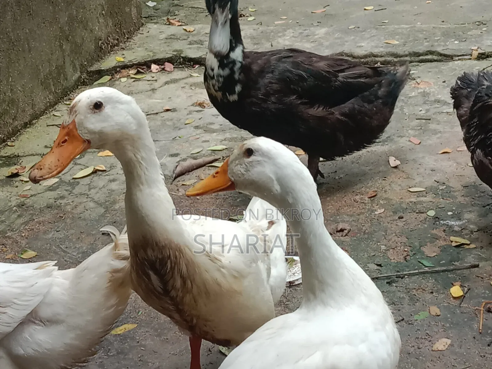 আমার ফার্মের হাঁস