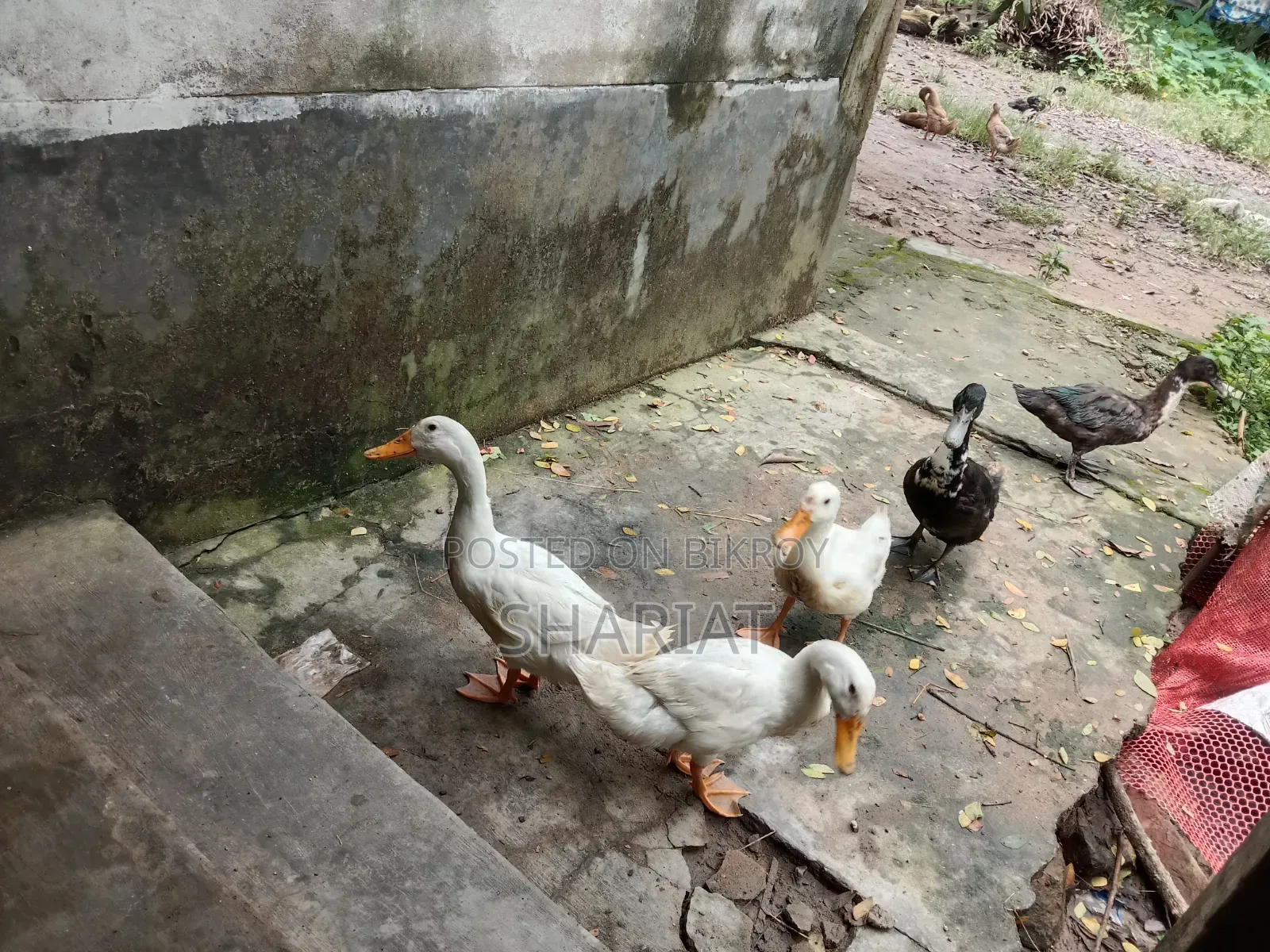 আমার ফার্মের হাঁস