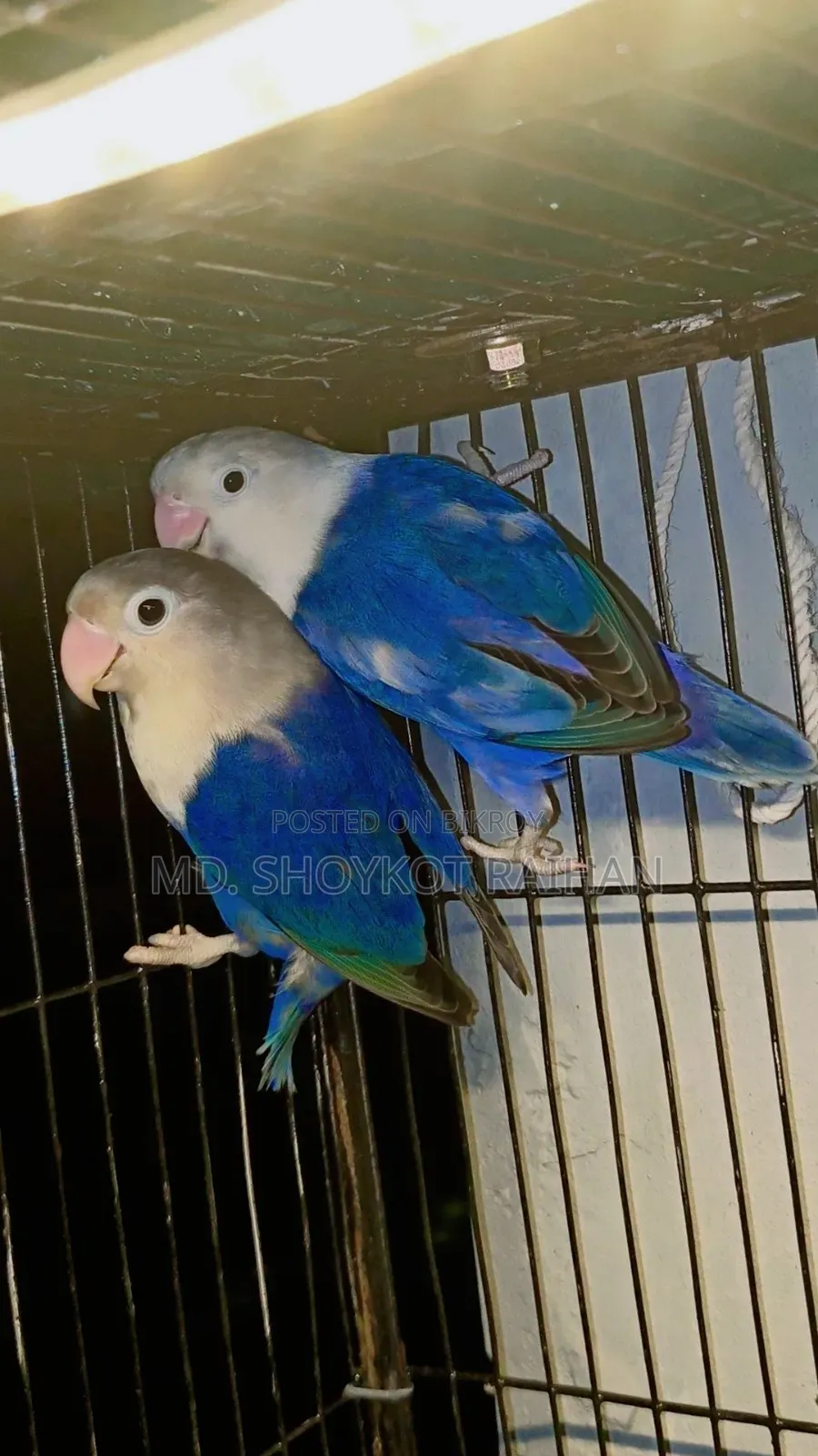 Love Bird Opaline
