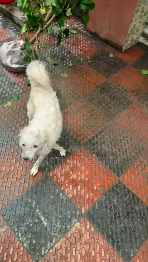 3-6 Months Male Purebred Japanese Spitz