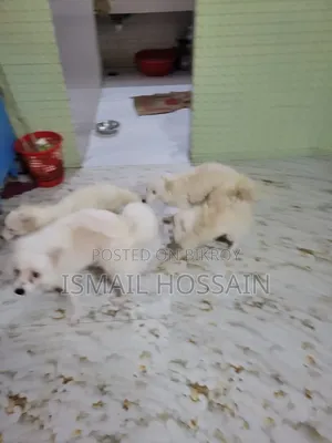 3-6 Months Male Purebred Japanese Spitz