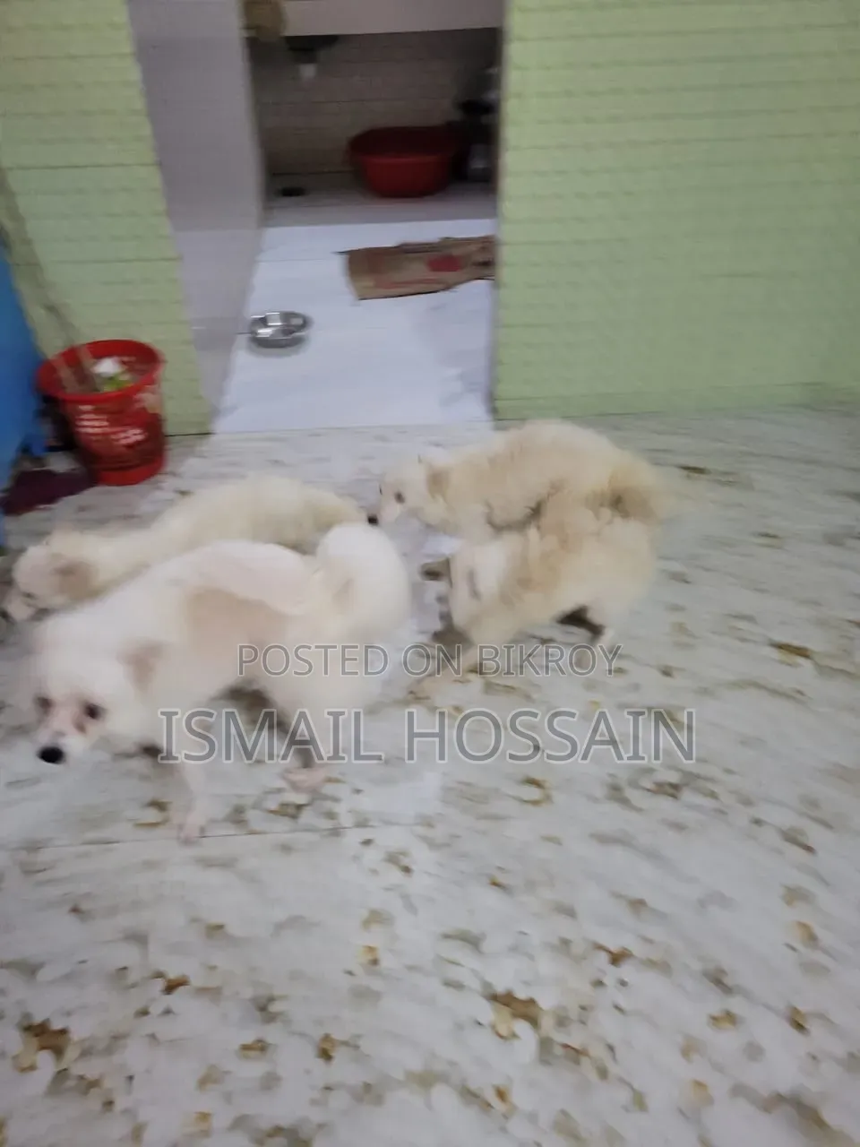 3-6 Months Male Purebred Japanese Spitz