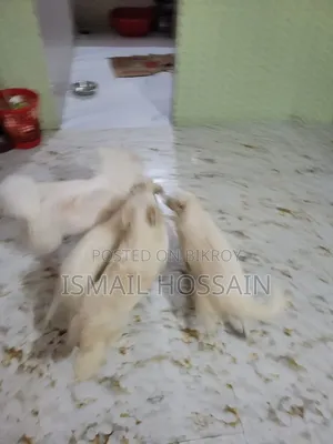 3-6 Months Male Purebred Japanese Spitz