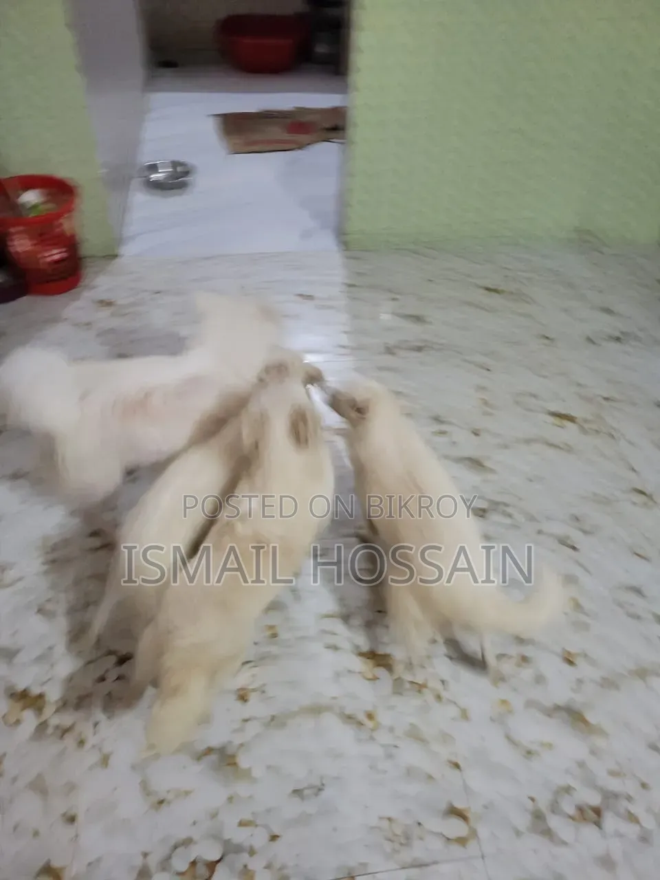 3-6 Months Male Purebred Japanese Spitz