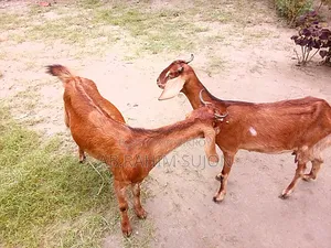 ২টি ছাগল বিক্রয় করা হবে