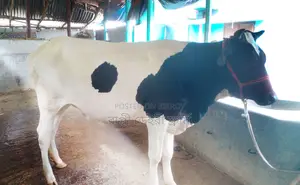 ১৪১৬নং বকনা বিক্রয় হবে ।