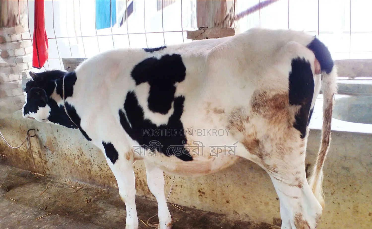 ১৪১৭নং উন্নত জাতের বকনা বিক্রয় হবে।