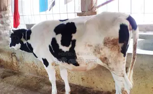 ১৪১৭নং উন্নত জাতের বকনা বিক্রয় হবে।