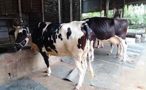 ১৪১৮নং ভালো জাতের ২টি গাভী বিক্রয় হবে।