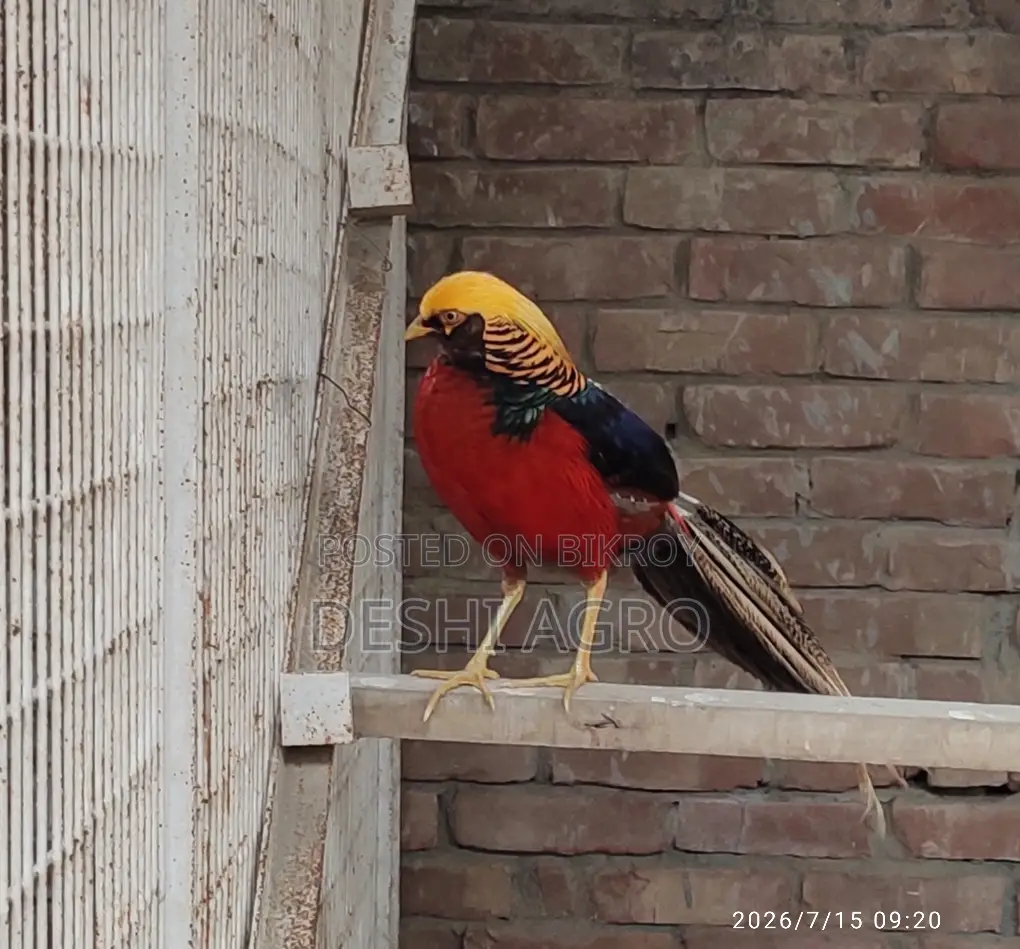 Golden Pheasant Male Only