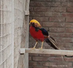 গোল্ডেন ফিজেন্ট পুরুষ শুধুমাত্র