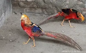 Golden Pheasant Male Only