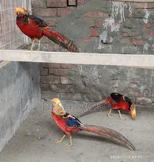 Golden Pheasant Male Only