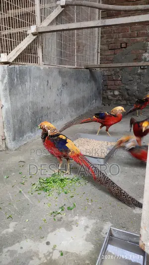 Golden Pheasant Male Only