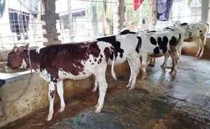 ১৪১৯ নং ভালো জাতের ৫টি বকনা বাছুর বিক্রয় হবে ।