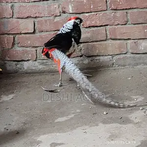 লেডি আমস্টার ফিজেন্ট পুরুষ শুধুমাত্র