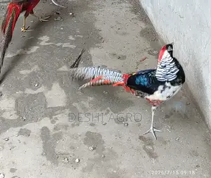 লেডি আমস্টার ফিজেন্ট পুরুষ শুধুমাত্র