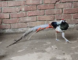 লেডি আমস্টার ফিজেন্ট পুরুষ শুধুমাত্র