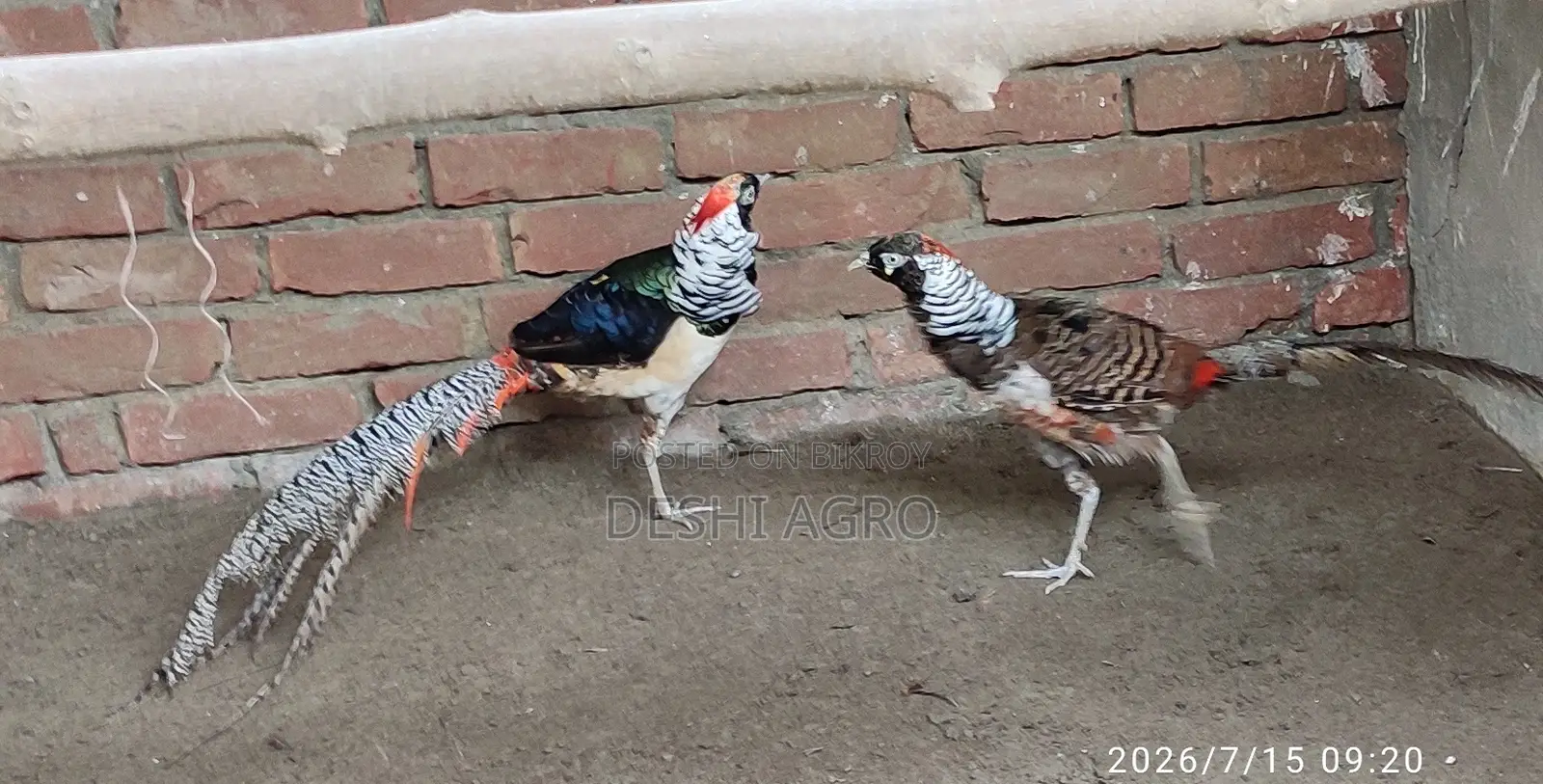 লেডি আমস্টার ফিজেন্ট পুরুষ শুধুমাত্র