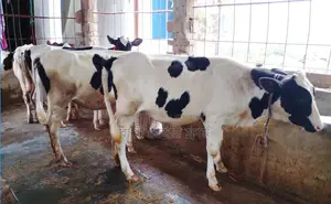 ১৪২০নং উন্নত জাতের ৪টি বকনা বিক্রয় হবে ।