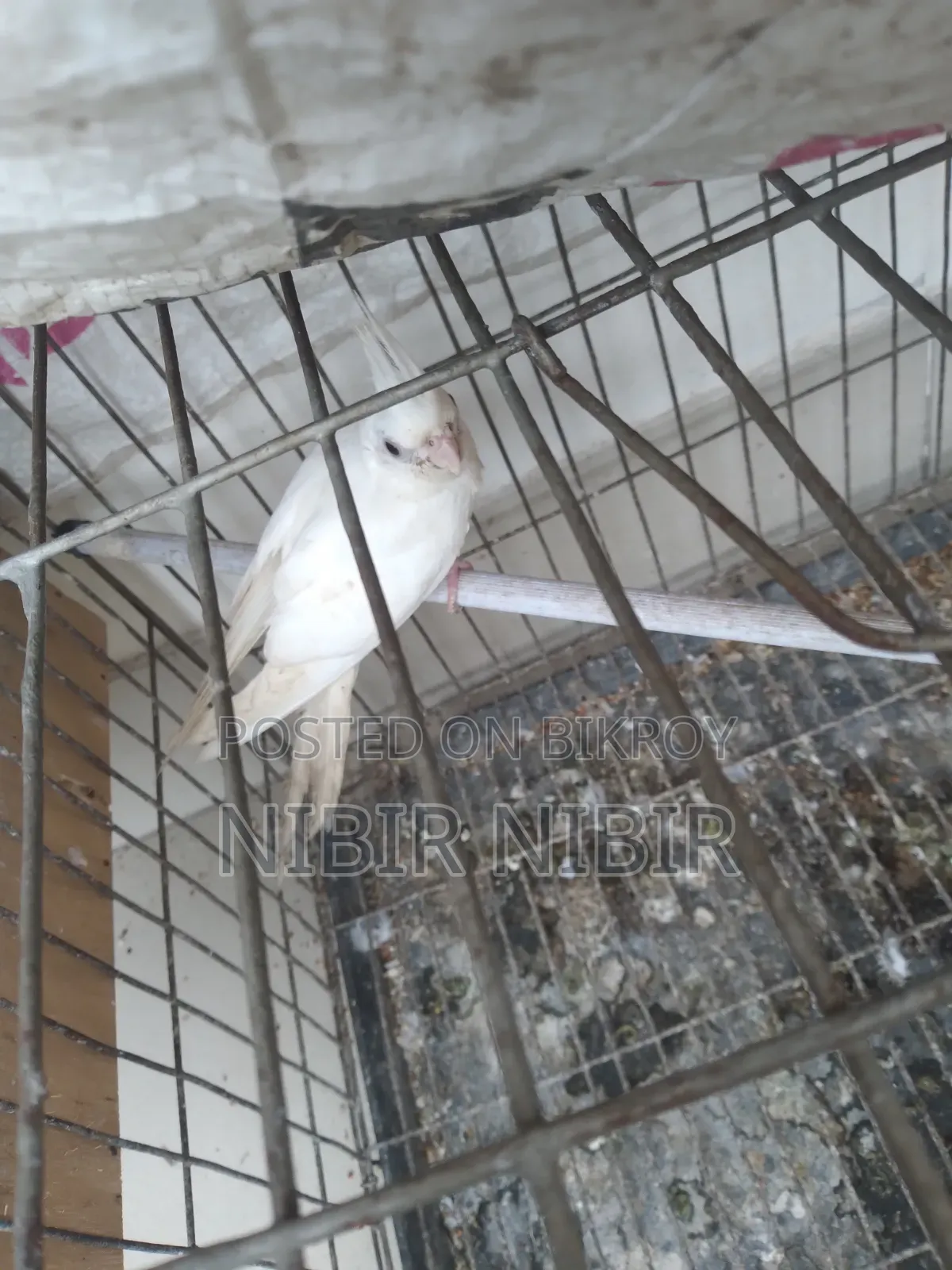 Cockatiel for Sale