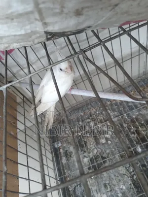 Cockatiel for Sale