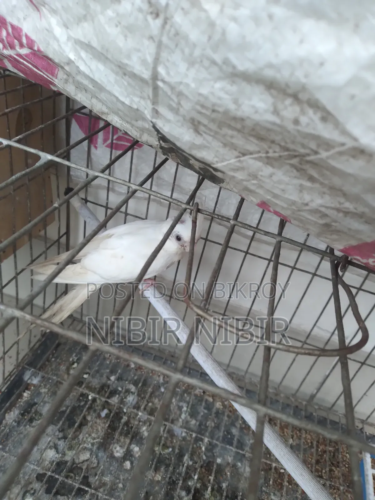 Cockatiel for Sale