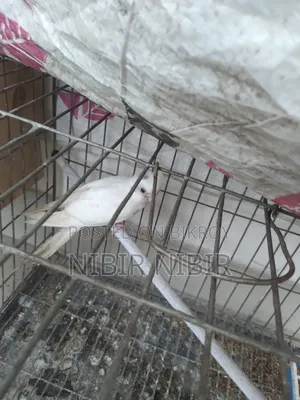 Cockatiel for Sale