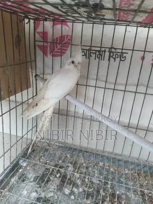 Cockatiel for Sale